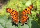 Předjarní aktuality Roku motýlů: soutěž, seminář a první motýli