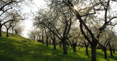 Třešňový sad na jaře