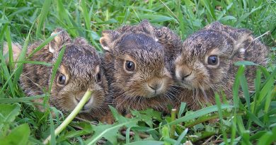Tři mláďata zajíce v trávě