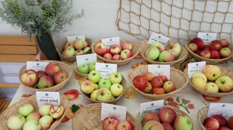 Jablka vystavená v košíčcích na výstavě ovoce