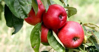 Červená jablka na stromě